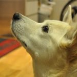 【営業案内】年末年始の営業のご案内