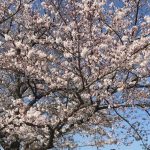 【ｲﾍﾞﾝﾄ告知】川崎店：3月31日(日) ゆるポタ お花見ライド
